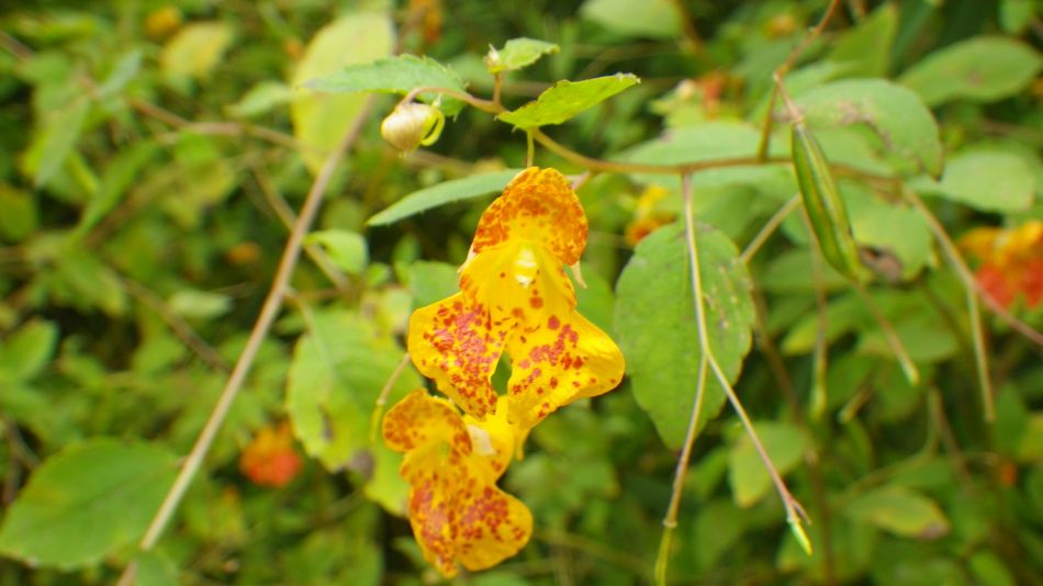 2014-09-11 03 North American Impatiens capensis.jpg